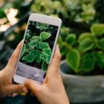 Descubra o nome das plantas através do aplicativo
