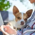 Aplicativo para traduzir latido de cachorro