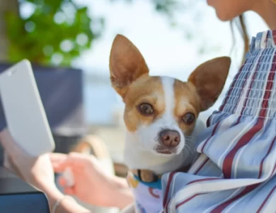 Aplicativo para traduzir latido de cachorro