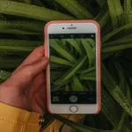 Como identificar plantas por fotos? Conheça os melhores aplicativos