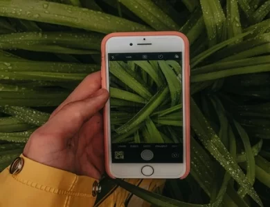 Como identificar plantas por fotos? Conheça os melhores aplicativos