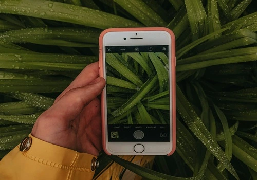 Como identificar plantas por fotos? Conheça os melhores aplicativos