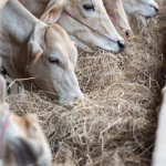 Pesar gado e animais: Aplicativos gratuitos!