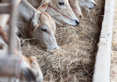 Pesar gado e animais: Aplicativos gratuitos!